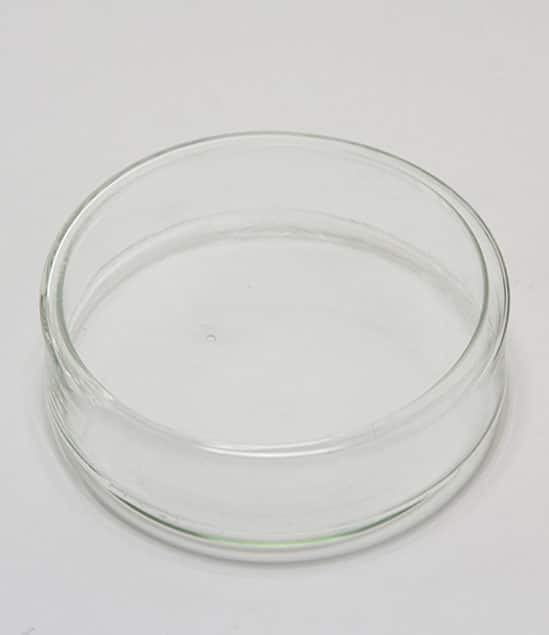 Quartz Dish AntsLAB